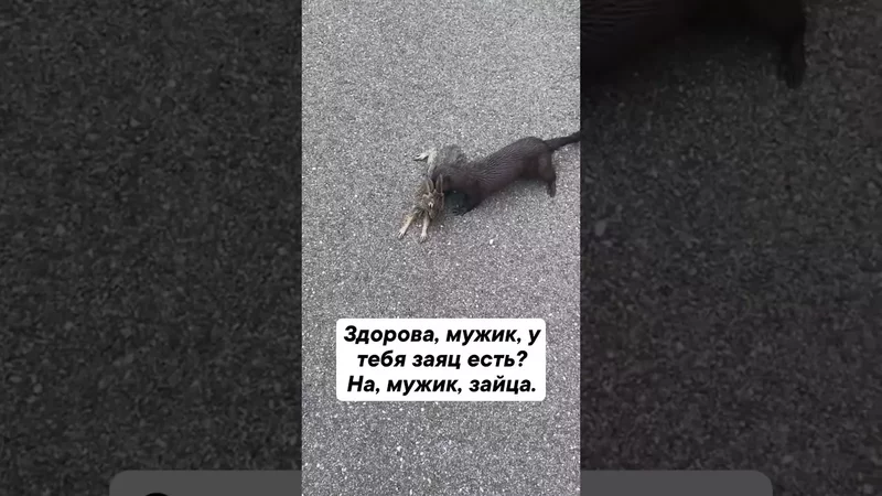 Мужик, тебе заяц нужен?!