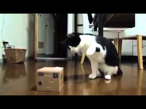 Кот Не Отходил Три Дня от Игрушки