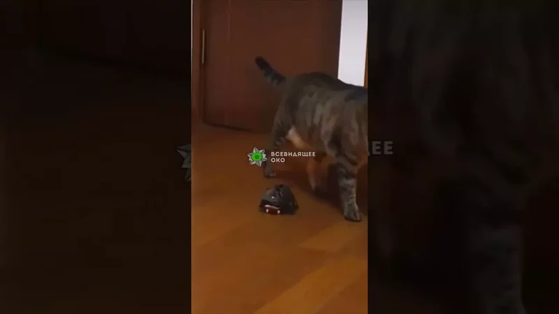 Черепаха катается на скейте. На кофе 4149 4996 5201 1667