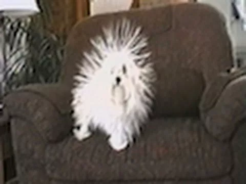 Эти забавные животные - 905586