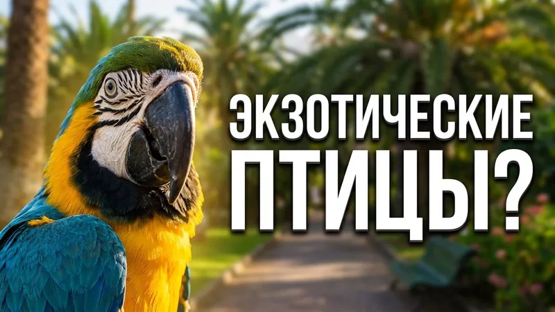 Прогулка в парке  Природа и отдых где-то на Канарах. Это что за птицы?