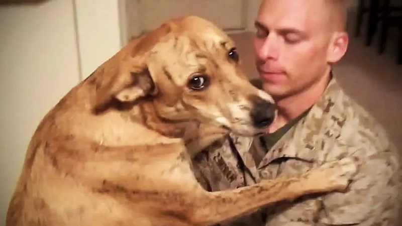TRY NOT TO CRY: Dogs Meet Their Owner After Long Time II [NEW] (HD) [Funny Pets]