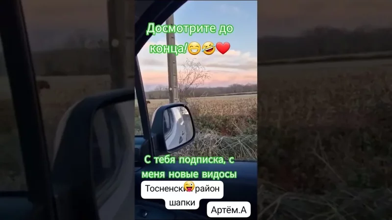 МИНИДОМ PROхвостов: собаки и котики 40 голубушки 3 и Mr. Ёж #рекомендации#рек#забавныеживотные