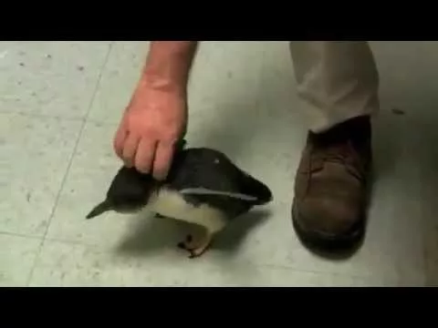 Эти забавные животные - 1593968