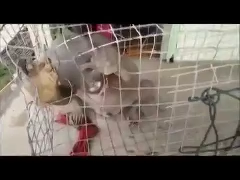 Чупакабра поймана в Китае эксклюзив