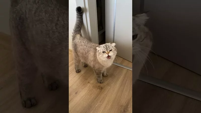 Болтливый Лёлик