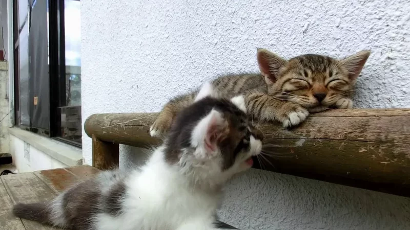 寝たい猫と遊びたい猫