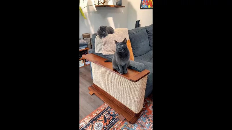 The Best Furniture for Humans and Cats