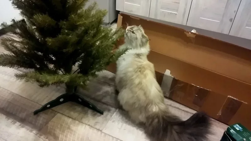 29 ноября 2020 г.