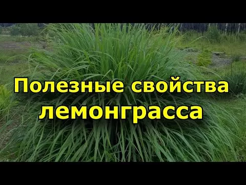 Применение и полезные свойства лемонграсса