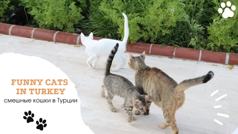 Funny cats playing in Turkey. Cute little kittens playing with food. Смешные котята играют в Турции.