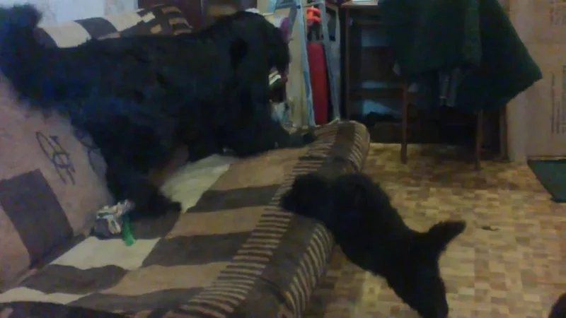 Лиска - вождь краснокожих