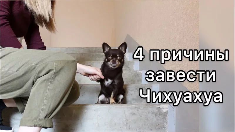 ПОЧЕМУ Я ЗАВЕЛА ИМЕННО ЧИХУАХУА.