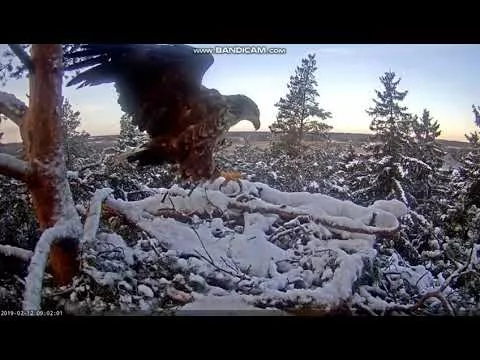 2019 02 12 EST Merikotkas WTE - Eagle in the nest
