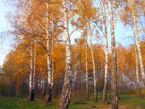 Н. КАДЫШЕВА " ОТГОВОРИЛА РОЩА ЗОЛОТАЯ"