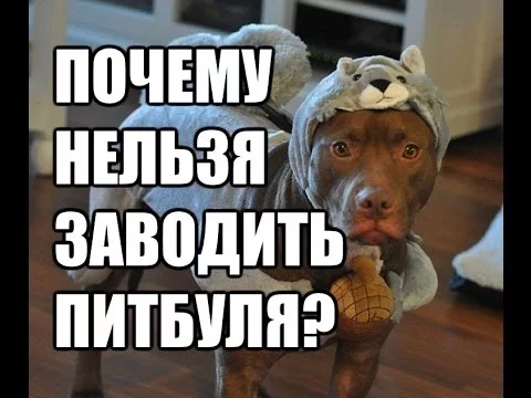 Почему вам нельзя заводить питбуля