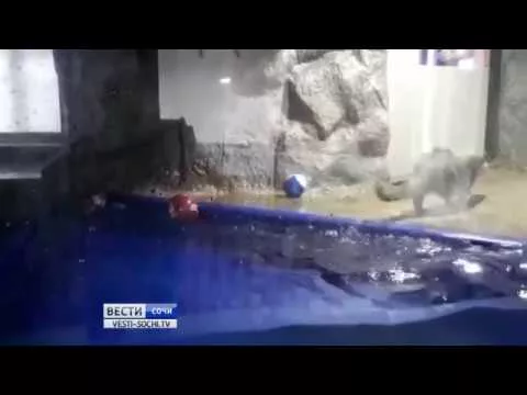 Сочинская выдра Гарри вновь предсказала победу России