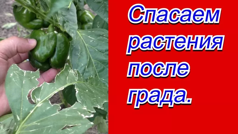 Как спасти повреждённые градом растения.