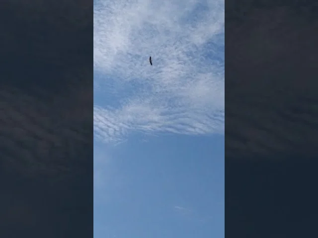 аист прилетел.