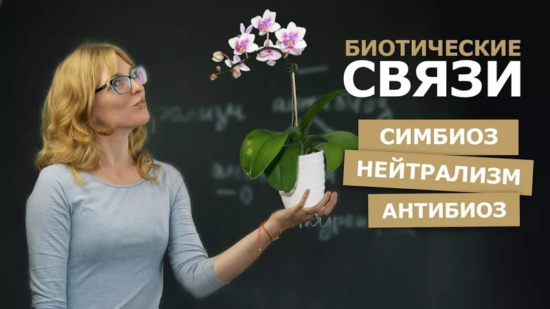 Биология Выгодные отношения в природе: 3 типа комменсализма