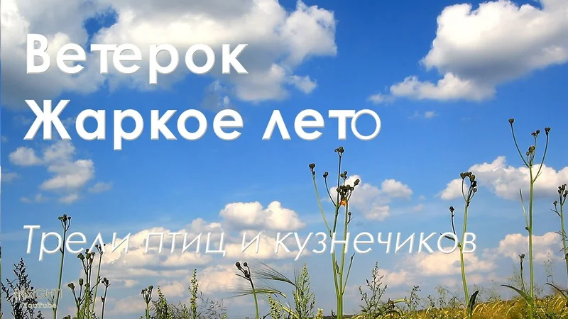 Ветерок. Жаркое лето. Трели птичек и кузнечиков