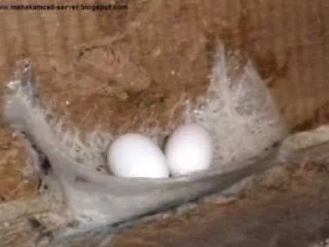 walet / swiftlet mahakam