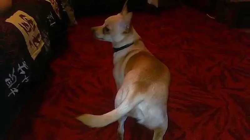 Пес гоняется за хвостом