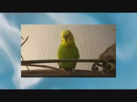 Эти забавные животные - 1500566