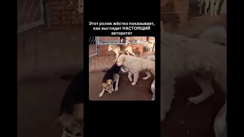 Как думаешь, авторитет — это страх или уважение?