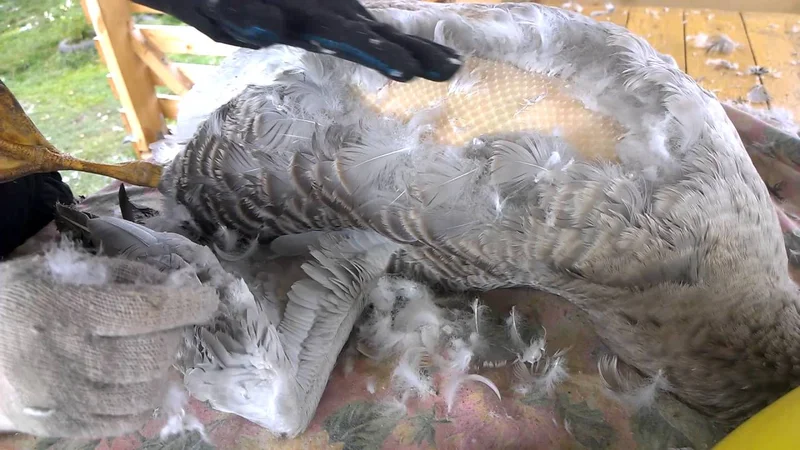 Курятник - 2607909