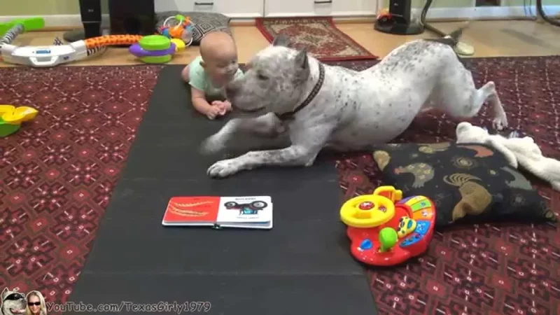 #PitBull DOG TEACHES BABY TO CRAWL  TexasGirly1979