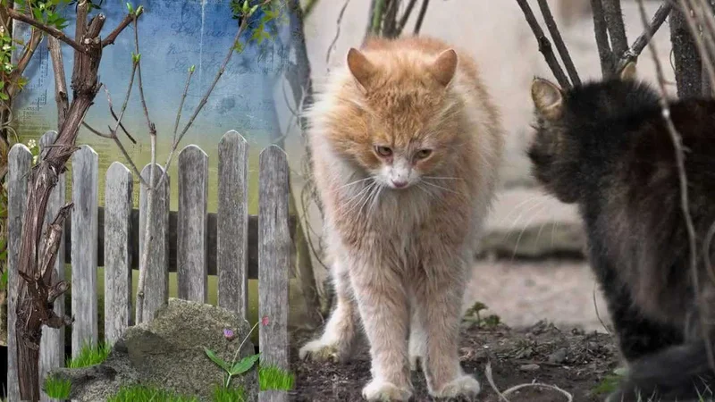 Коты... март... весна...