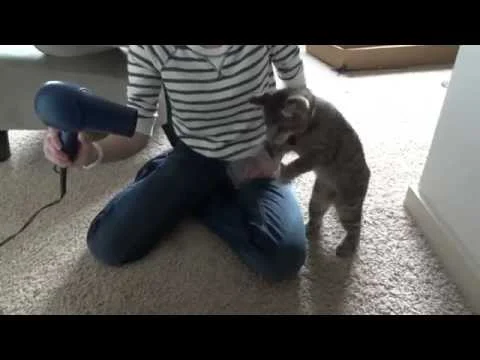 Кот и фен)))