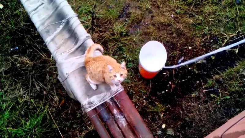 Эти забавные животные - 2938500