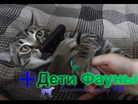 Фурминатор для кошек. Советы ветеринара