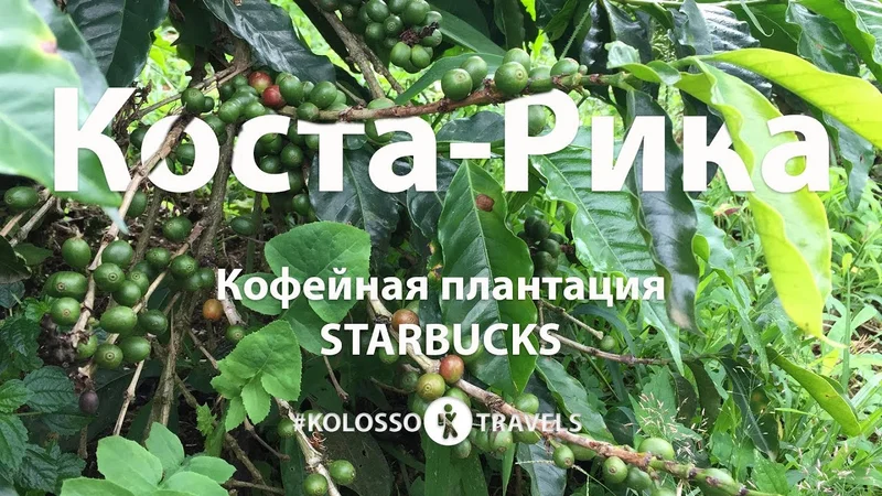 Kolossotravels. Коста-Рика. Кофейная плантация Starbucks