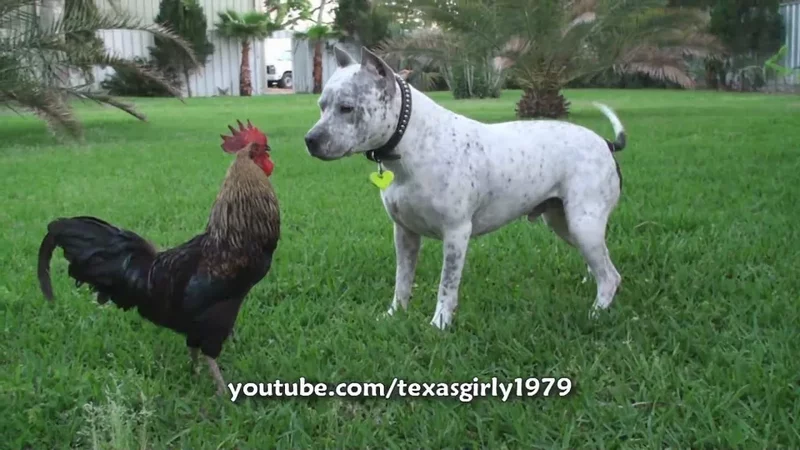 Pit Bull Sharky the Bodyguard Dog VS Mr. Rooster ATTACKS. HelensPets.com