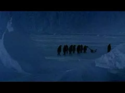 Penguin falls down.
