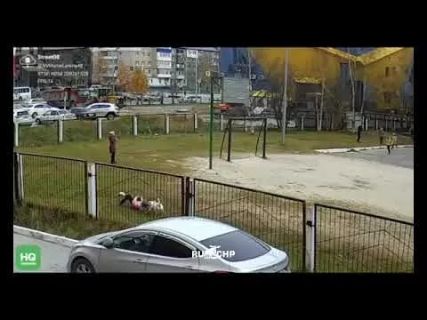 Собака в Нижневартовске