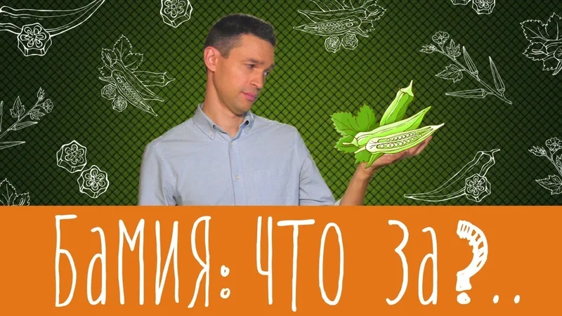 Бамия - что это? Фрукт или овощ?