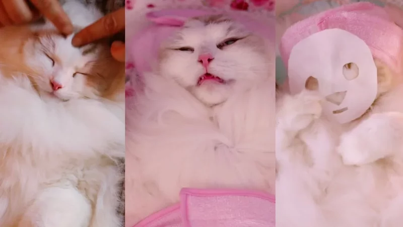 안보면 후회하는 고양이 에스테틱 ASMR 1-3탄 NG모음