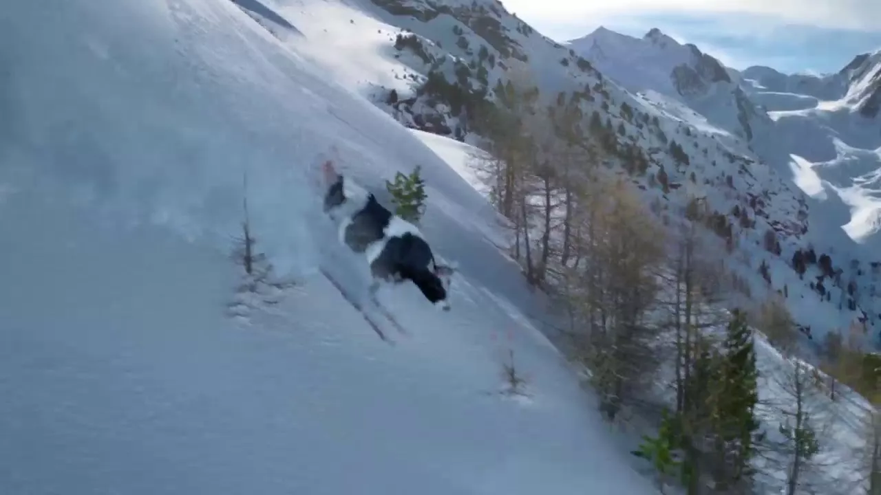 Swiss milk. Альпы. Crazy cow