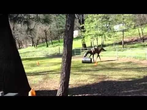 Эти забавные животные - 2517579
