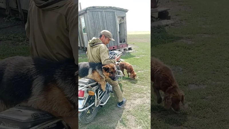 немецкая овчарка, сабака на мотоцикле, пасет скот, сабака
