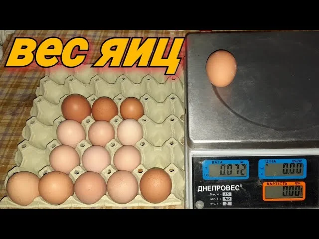 Размер яиц, от чего зависит!
