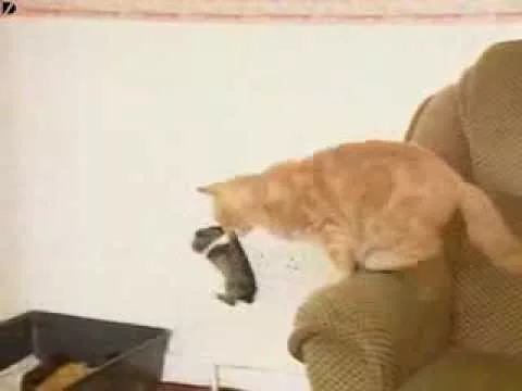 Эти забавные животные - 2270371