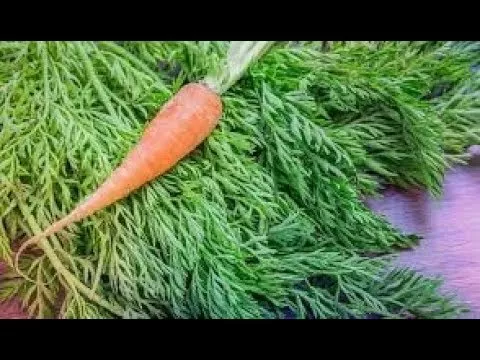 Польза морковной ботвы.