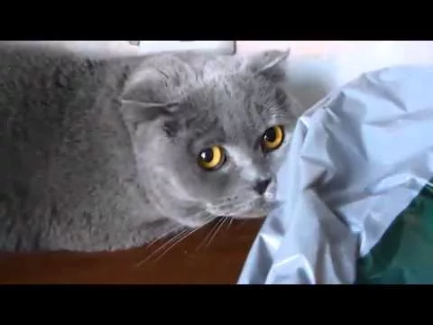 Эти забавные животные - 685254
