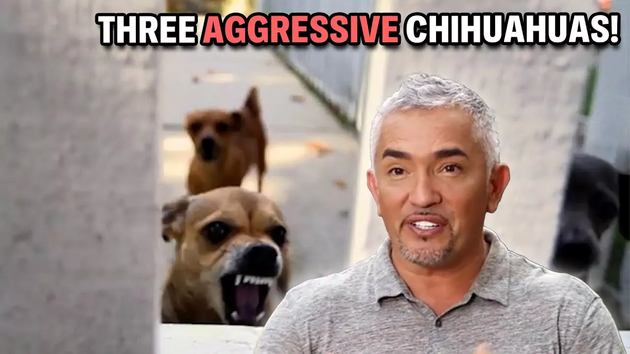 Traumatized Chihuahua Doesn't Trust The Man That Saved Her Cesar 911 Season 4, Ep. 1 - Part 2