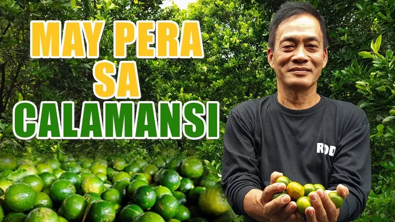AMAZING CALAMANSI FARMING MAY PERA SA CALAMANSI: A SUCCESS STORY OF MR. RODRIGO MERCADO